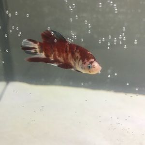 Meet your Posher, Angelica